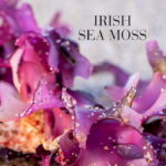 Close-up of irish sea moss.