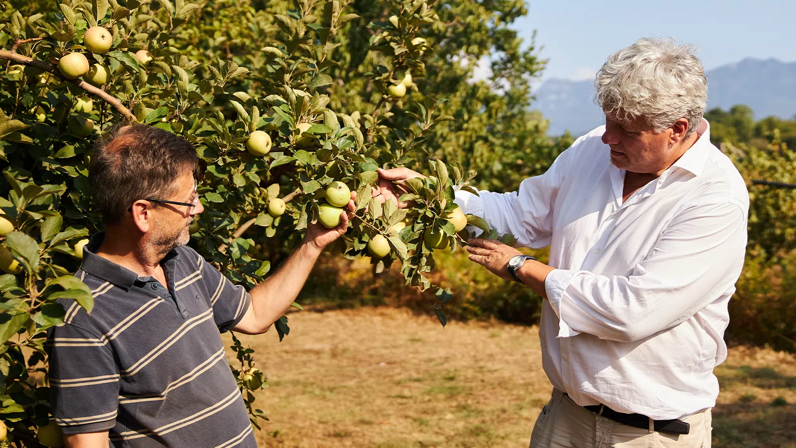 CEO Karl Kristian Bergman-Jensen and product developer François Gerard inspecting fresh Annurca apples outdoors.