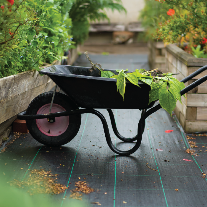 Wheelbarrow with plants.