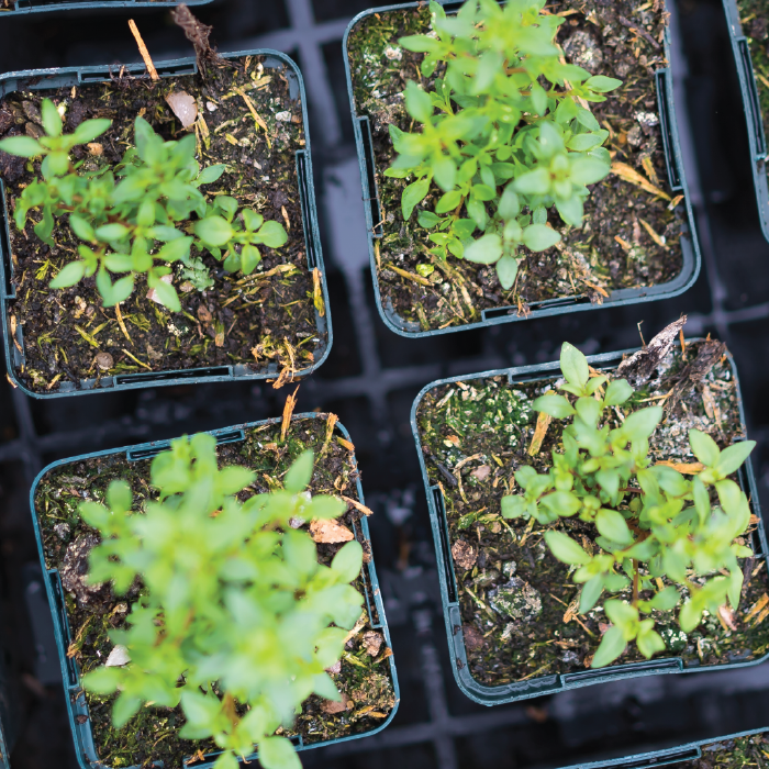 Green plants with fresh leaves.