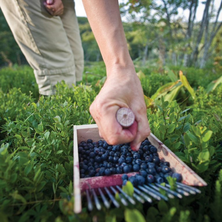 Someone picking ripe blueberries from bushes in a natural environment.