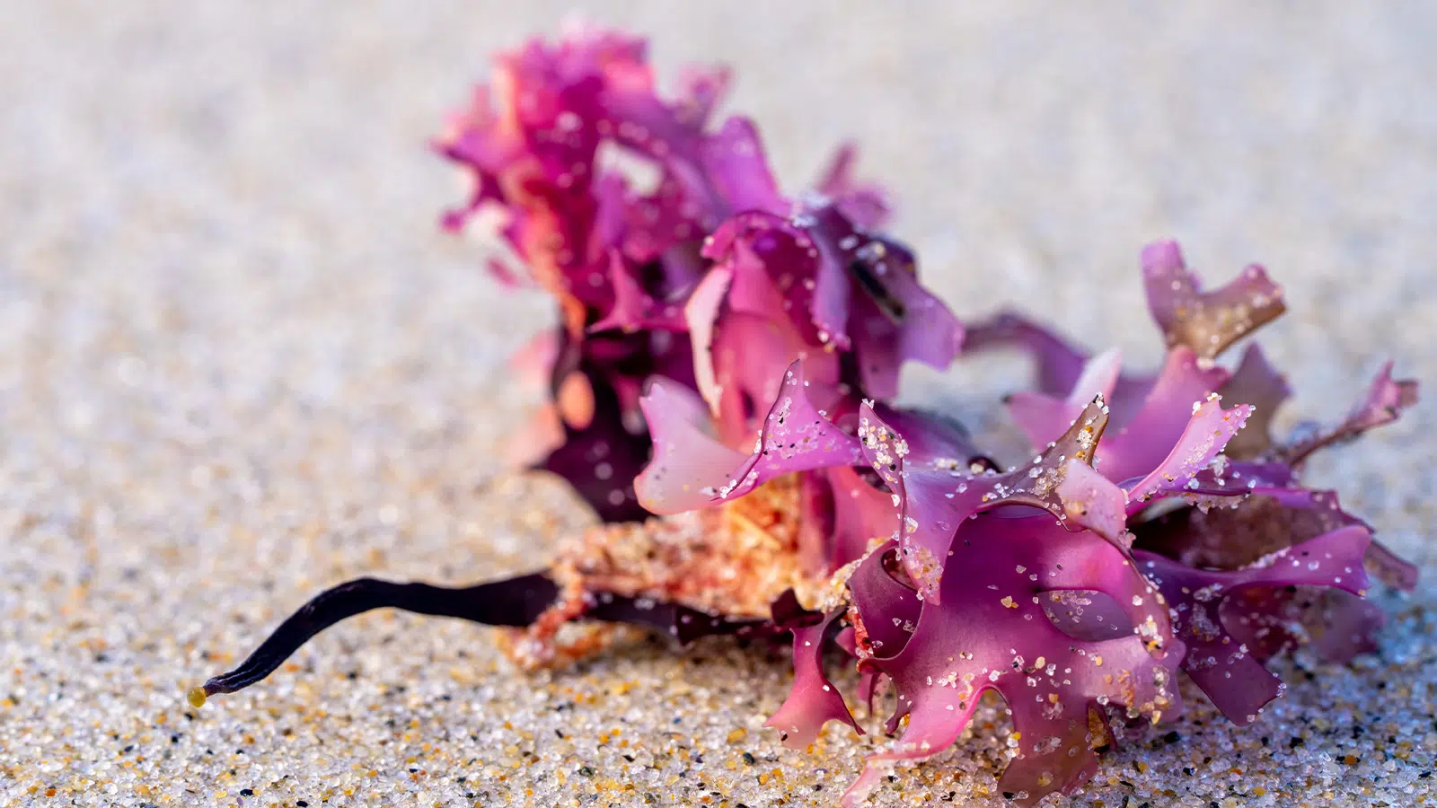 Pink sea moss on some sand
