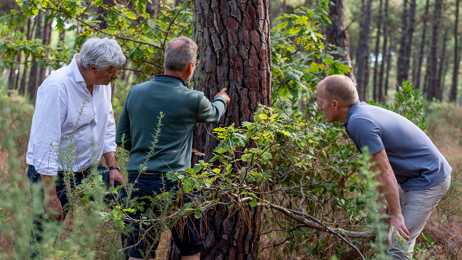 Three people examining a maritime pine tree